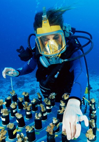 Scientist diving under water working on coral bleaching 