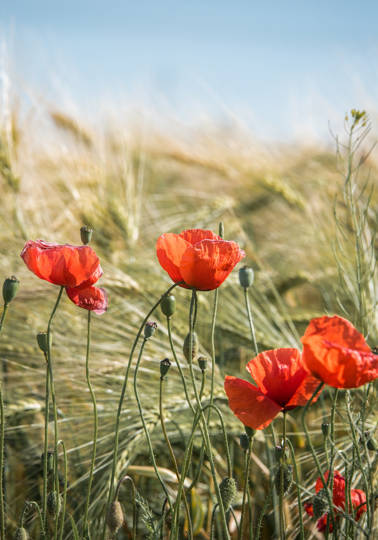 Easier finance for sustainable food