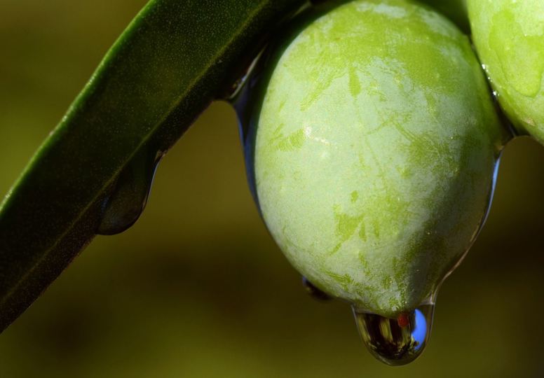 Codifying law on imports Green olive