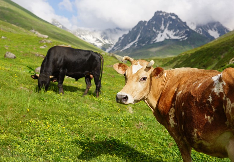Cows grazing in the Alps