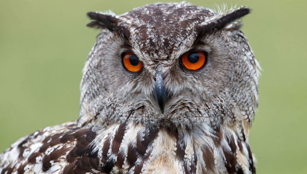 Eagle staring at camera