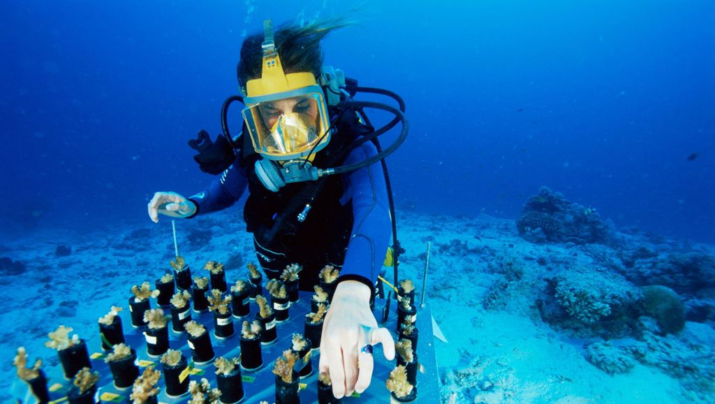 Scientist diving under water working on coral bleaching 