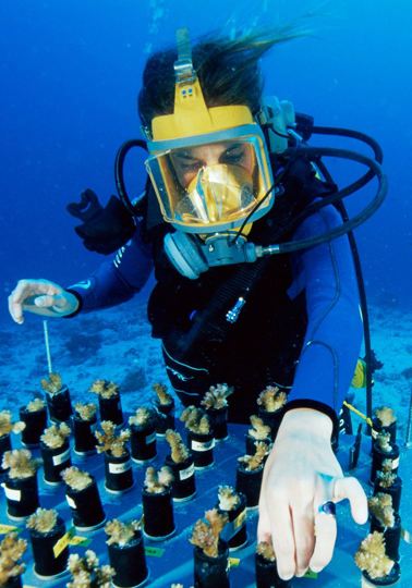 Scientist diving under water working on coral bleaching 