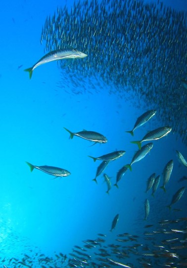 Underwater view of large schools of fish