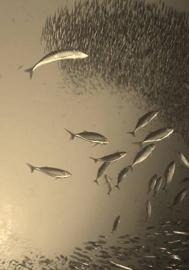 Underwater view of large schools of fish