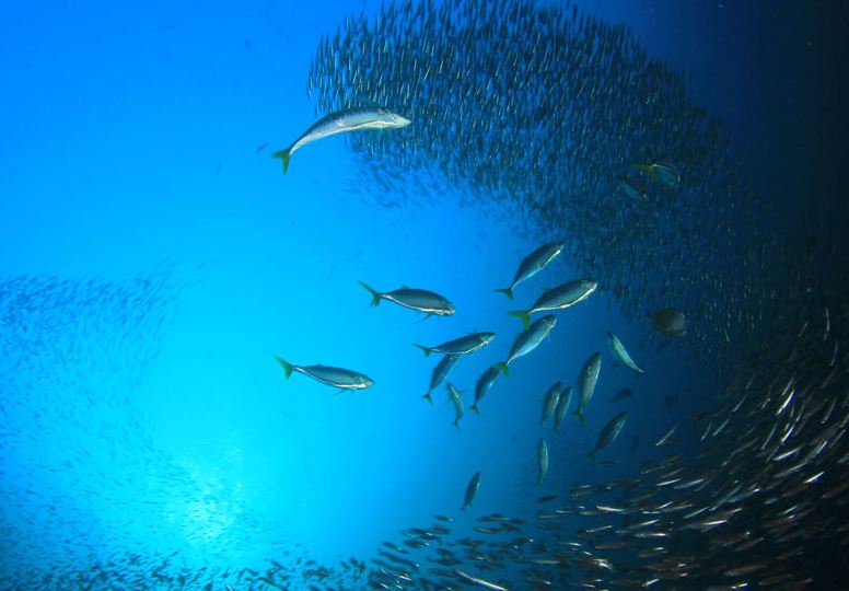 Underwater view of large schools of fish