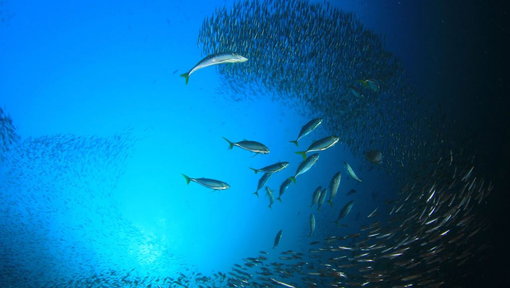 Underwater view of large schools of fish