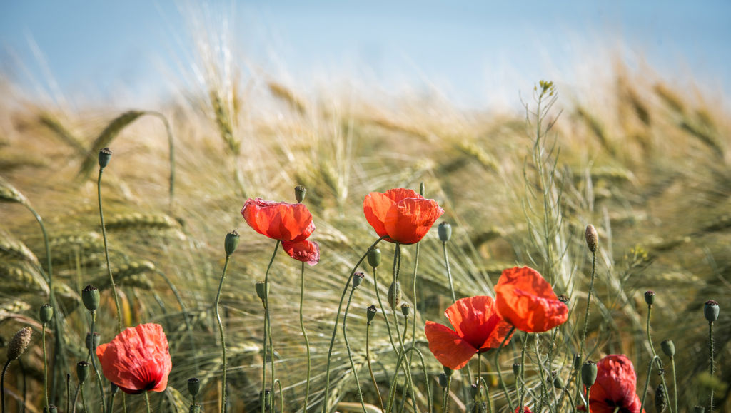 Easier finance for sustainable food