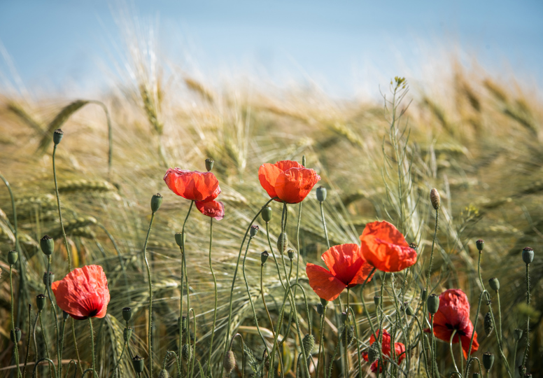 Easier finance for sustainable food