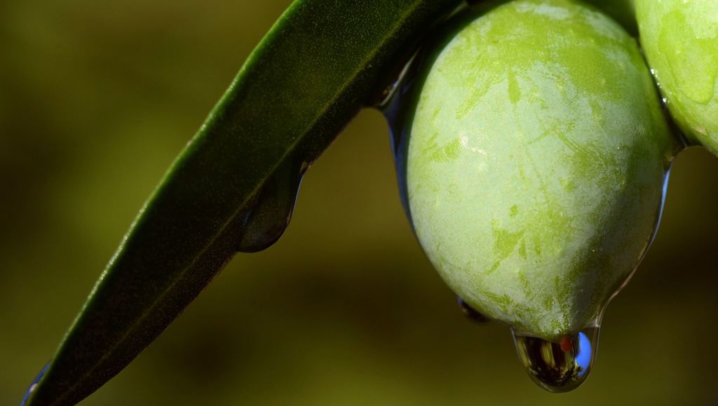 Codifying law on imports Green olive