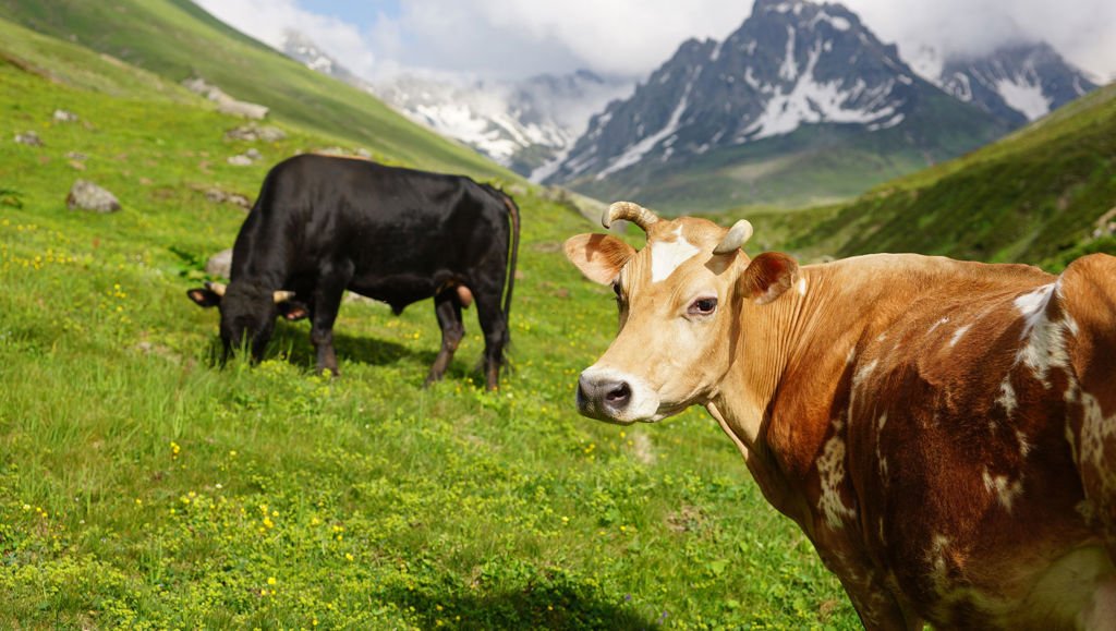 Cows grazing in the Alps