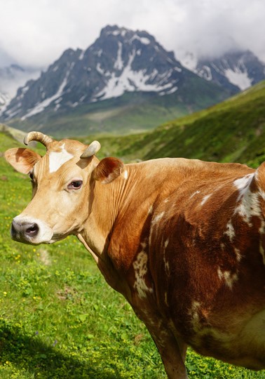 Cows grazing in the Alps