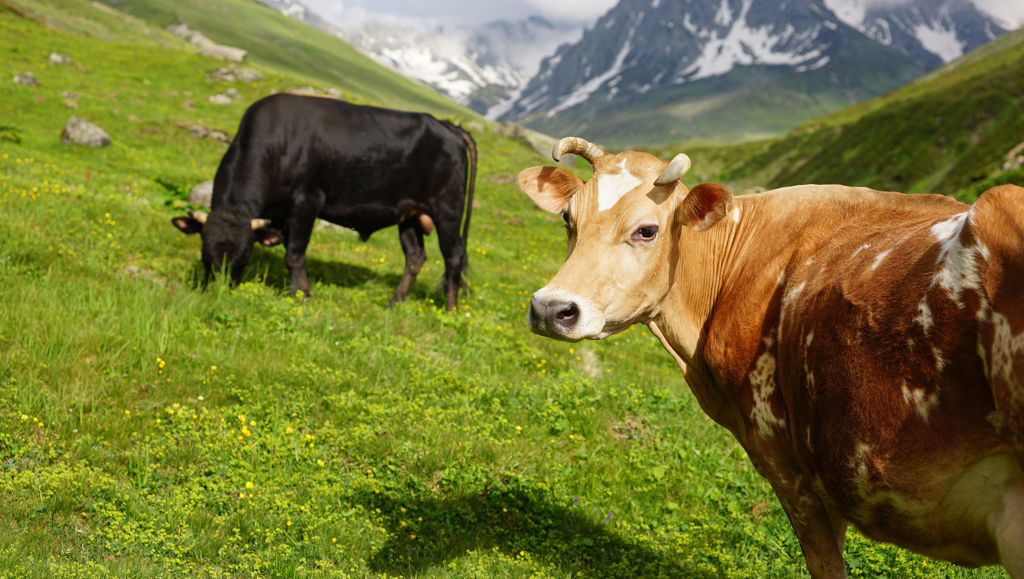 Farm to Fork 2020 Conference Cows grazing in the Alps